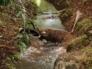 La bagarre chien cerf..JPG