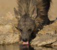 Bruin hyena Kgalagadi.jpg