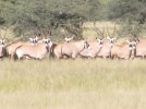 African Safari 2010 071.jpg