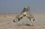 Etosha Zebra.jpg