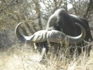 Cape Buffalo.jpg