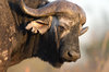 cape-buffalo-close.jpg