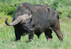 Cape_Buffalo_%28Addo%29-2.JPG