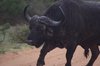 cape-buffalo-come-to.jpg