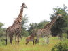 giraffefact2.jpg