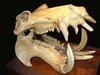 Hippo-skull.jpg