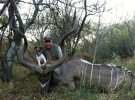 Kudu1.jpg