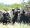 Argentina-42-Water-Buffalo.jpg