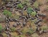 elephants-botswana-chamber.jpg