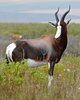 800px-Bontebok_(Damaliscus_pygargus_pygargus)_(30573334994).jpg