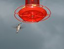 hummingbird-sm.jpg