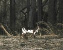 whitedeer1.jpg