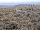 hunting-dog.jpeg