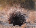 African_porcupine.jpeg