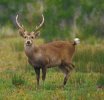 hog-deer-buck.jpg