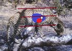 leopard kill zone 1.jpg