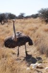 ostrich.jpg