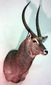 Waterbuck2.jpg