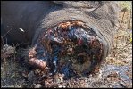 elephant-with-trunk-removed.jpg