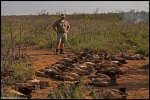 dead-vultures-skukuza.jpg