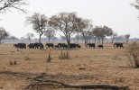 elephant-hwange.jpg