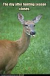 6e796_funny-pictures-deer-sticks-tongue-out.jpg