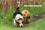 funny-picture-worst-hunting-dog.jpg