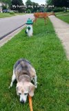 funny-dog-hunting-deer-neighborhood.jpg