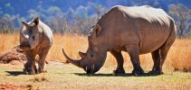 rhinos-youth-4-african-wildlife.jpg