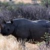 black-rhino-in-africa-wikimedia_546595.jpg