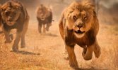 lions-running.jpg