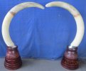 Replica Tusks on Carved Bases.jpg