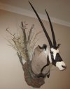 BWM gemsbok mount.jpg