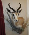 JWM springbok mount.jpg