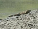 Monitor Lizard.jpg