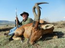 Red Hartebeest.jpg