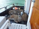 fishing deer2.jpg