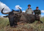 Blue Wildebeest.JPG