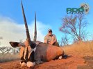 Gemsbok Bull.jpg