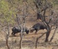 Cape Buffalo Fighting.JPG