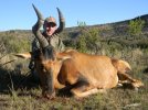 Hartebeest.jpg