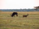 Sable and Bushbuck from Lodge.jpg