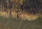 Sitatunga female.jpg