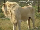 2-R125 000 White Lion-001.jpg