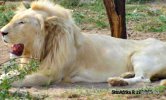 2-R120 000 White Lion-001.JPG