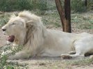 R120 000 White Lion.jpg