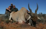 Massive Bull Eland.jpg