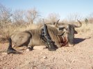 Blue Wildebeest Bull. Kwalata..jpg