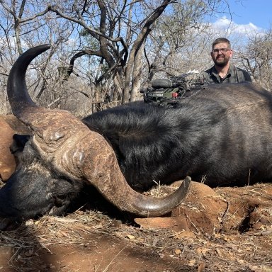 Buffalo cow + Impala trophy ram / Limpopo, South Africa 