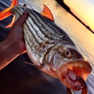 Zambezi Angler